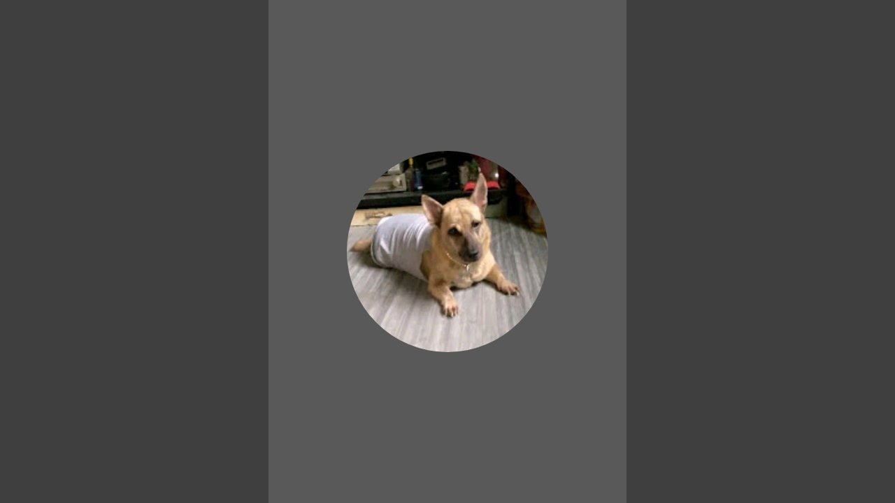 Ms.petloverforever is live!