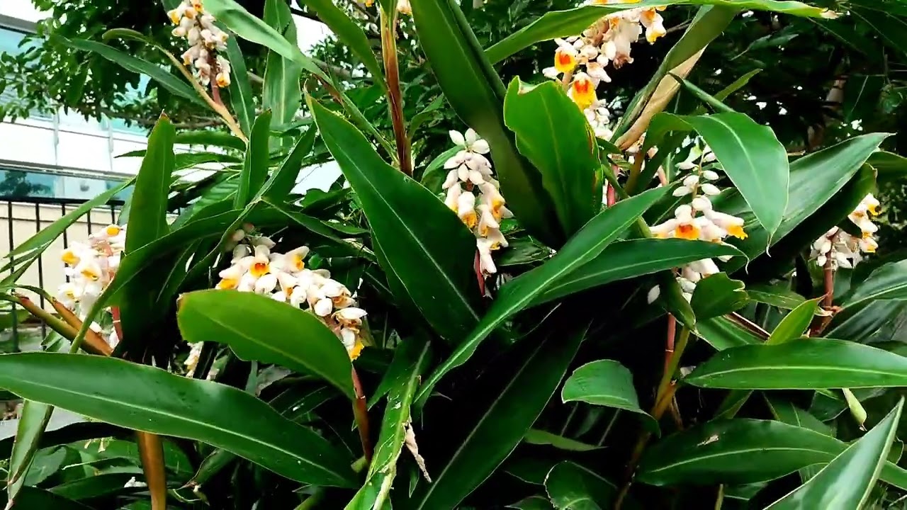 Beautiful flowers at Seaside|| Ediang variety Vlogs