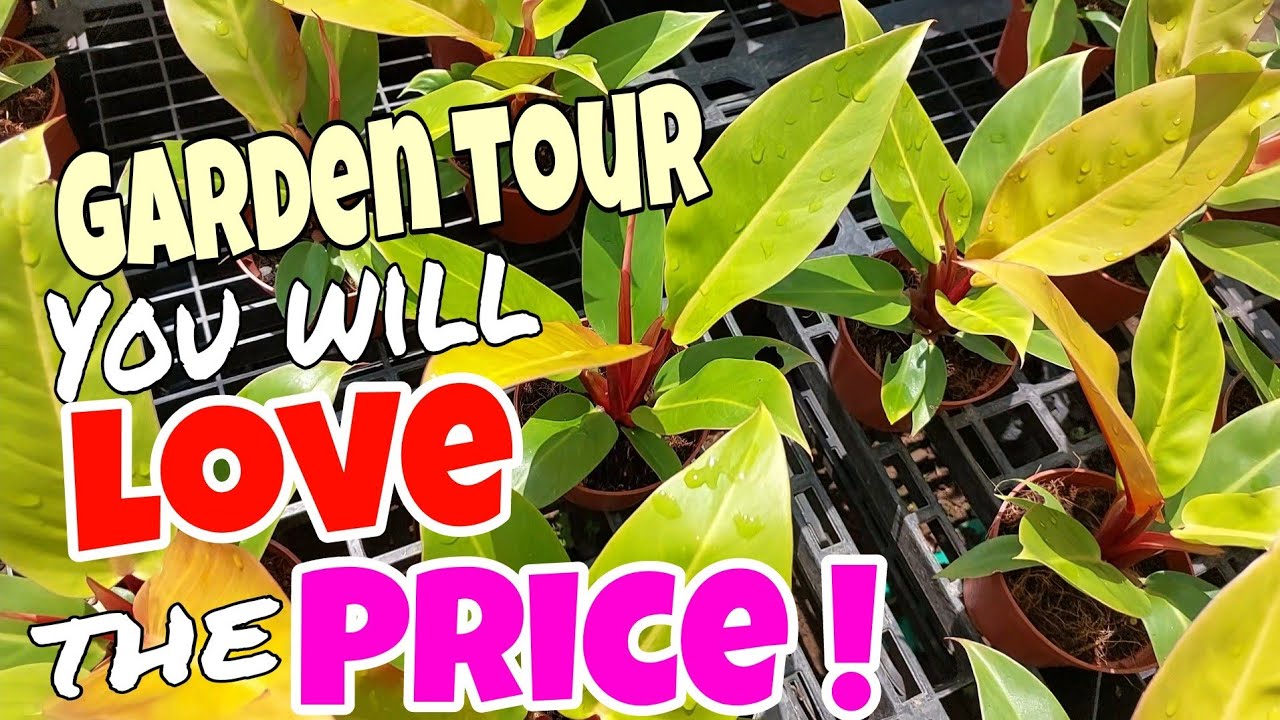 Garden Tour #1 Plants Prices Start at 25 up! #garden #best #visit #pots