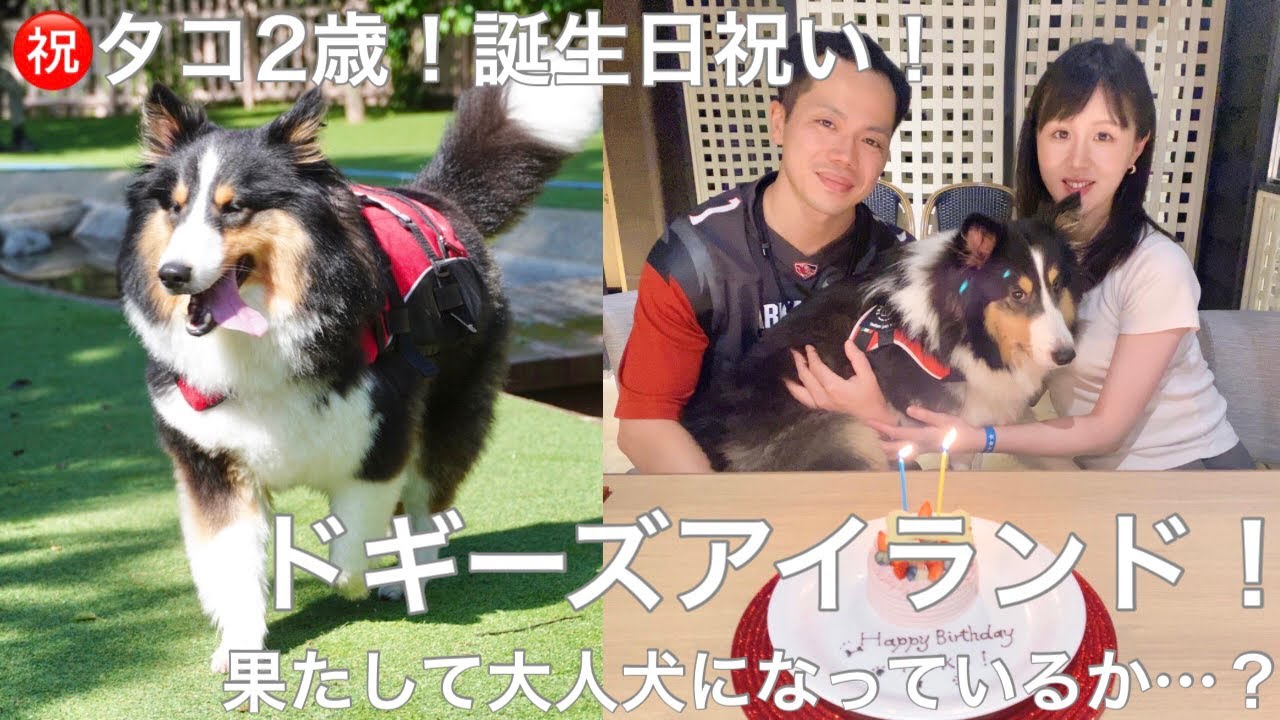【🐶シェルティーとおでかけ】祝2歳！毎年恒例、千葉ドギーズアイランドでのお祝い！(2 years celebration for Tako at Doggy's Island!)