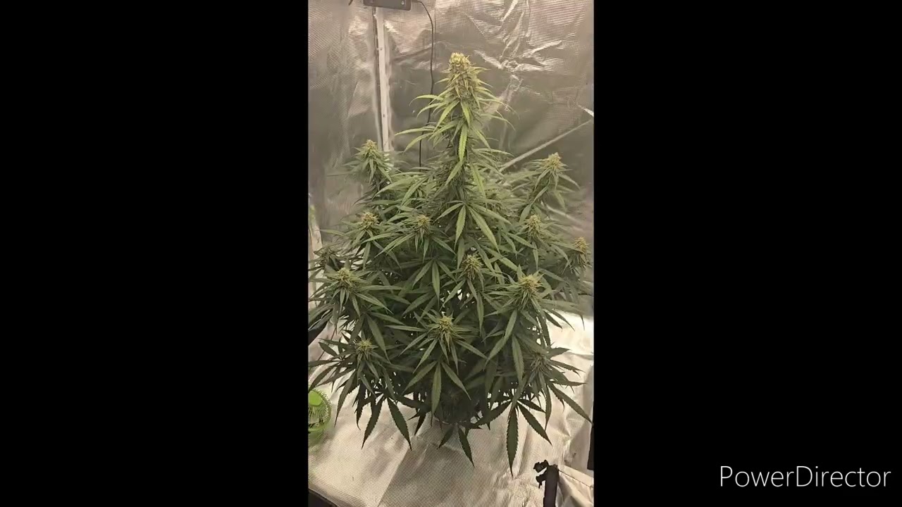 Jelly Donutz autoflower by Humboldt Seed day 75
