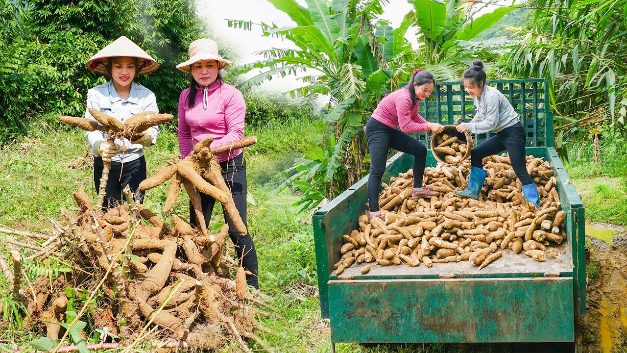 Harvest Cassava and Use (Daily Farm) Truck To Transport and Sell To Villagers - Live with nature
