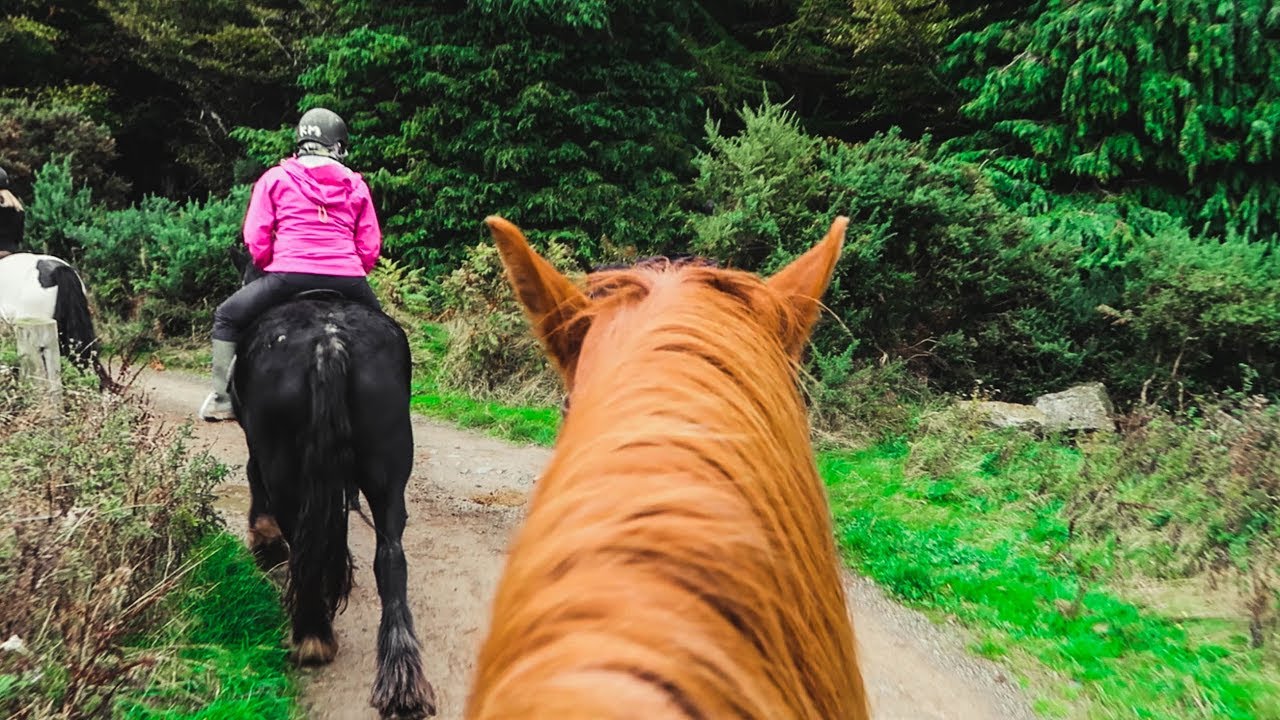 Horseback Riding in Ireland w/ Killegar Horse Stables & The Hellfire Club