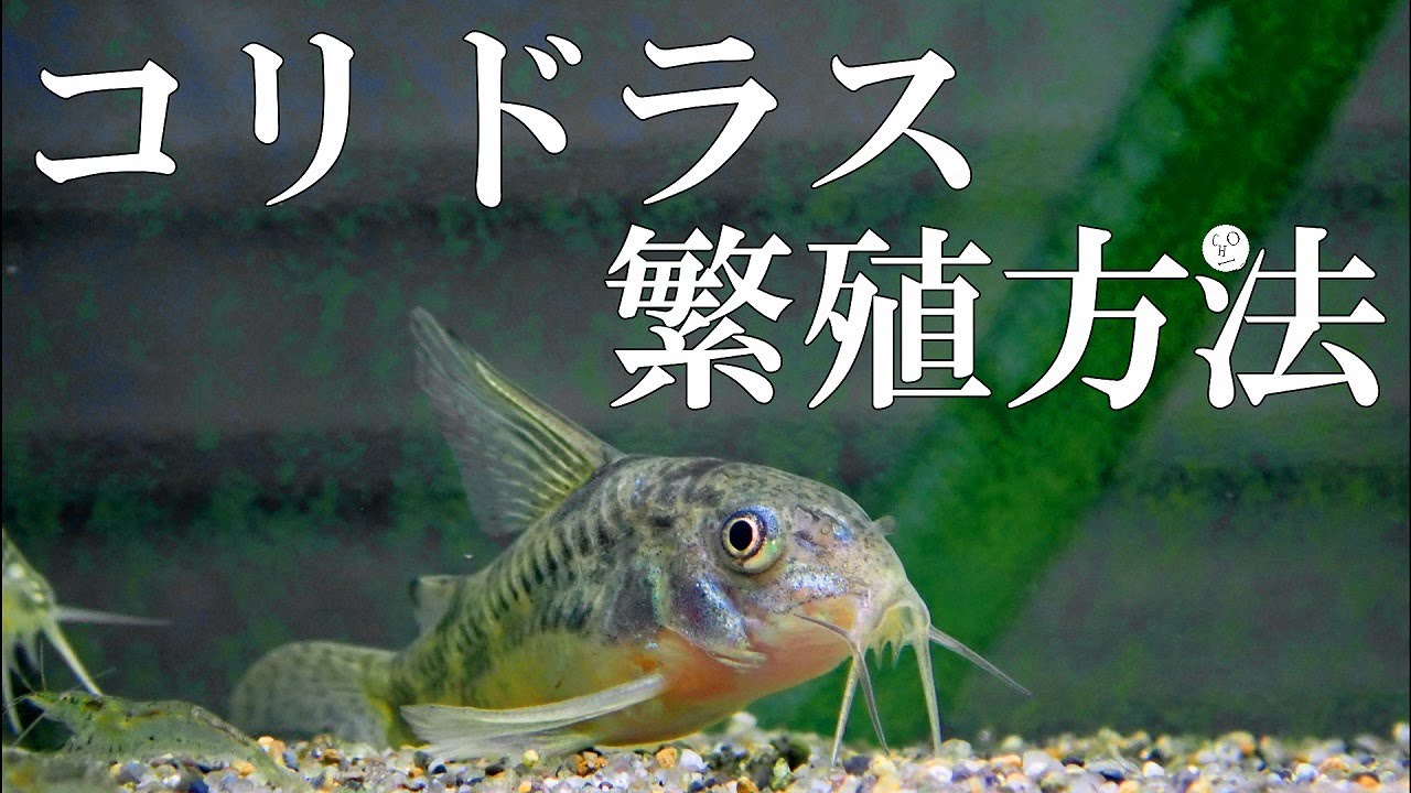 コリドラスの繁殖　基本的な考え方から卵の隔離・孵化まで【アクアリウム】