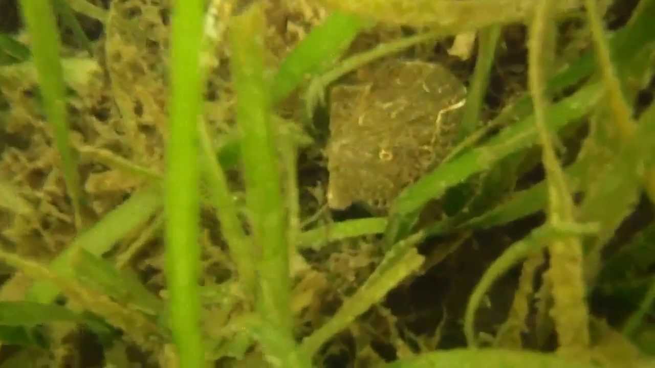Scalloping In Port St. Joe Bay