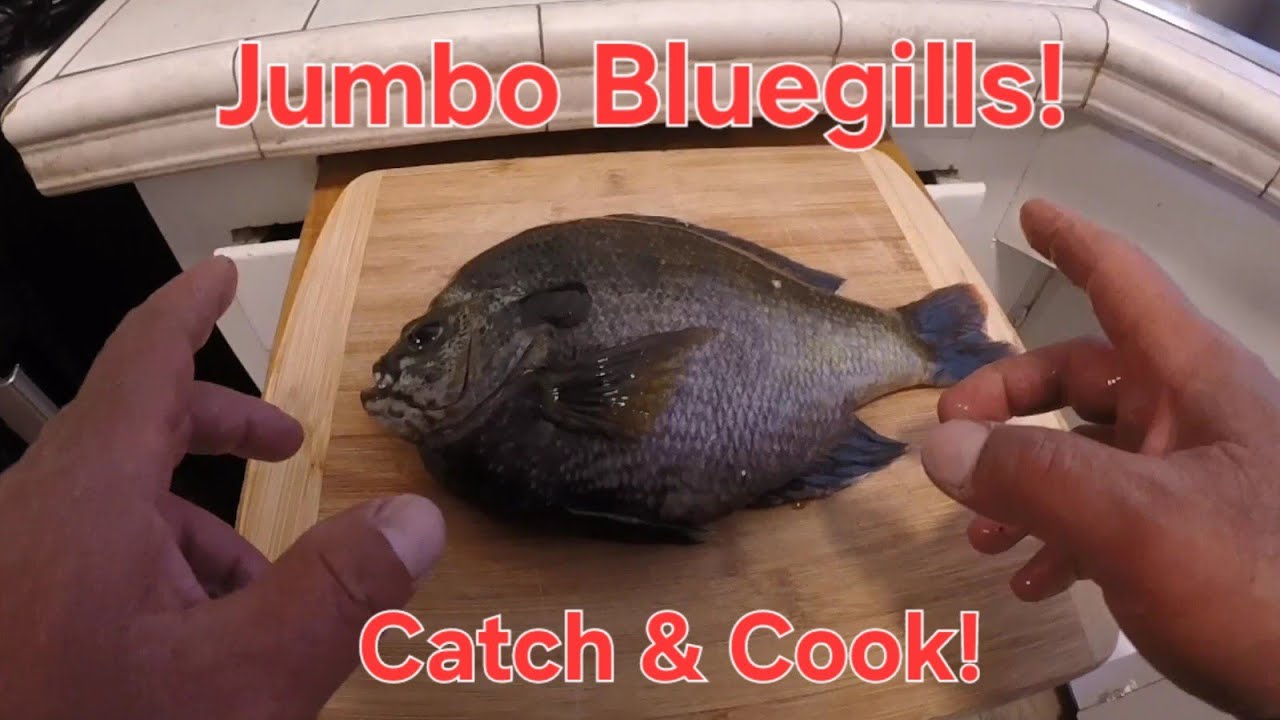 Lake Murray: Jumbo Bluegills! Catch and Cook!