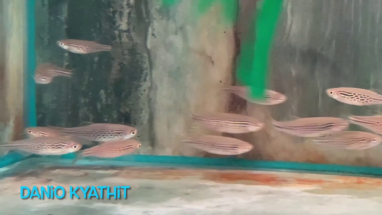 Danio kyathit