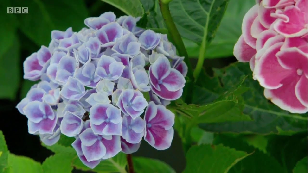 Kertész kertje UK hortenzia virágkertészet S50 E06 részlet