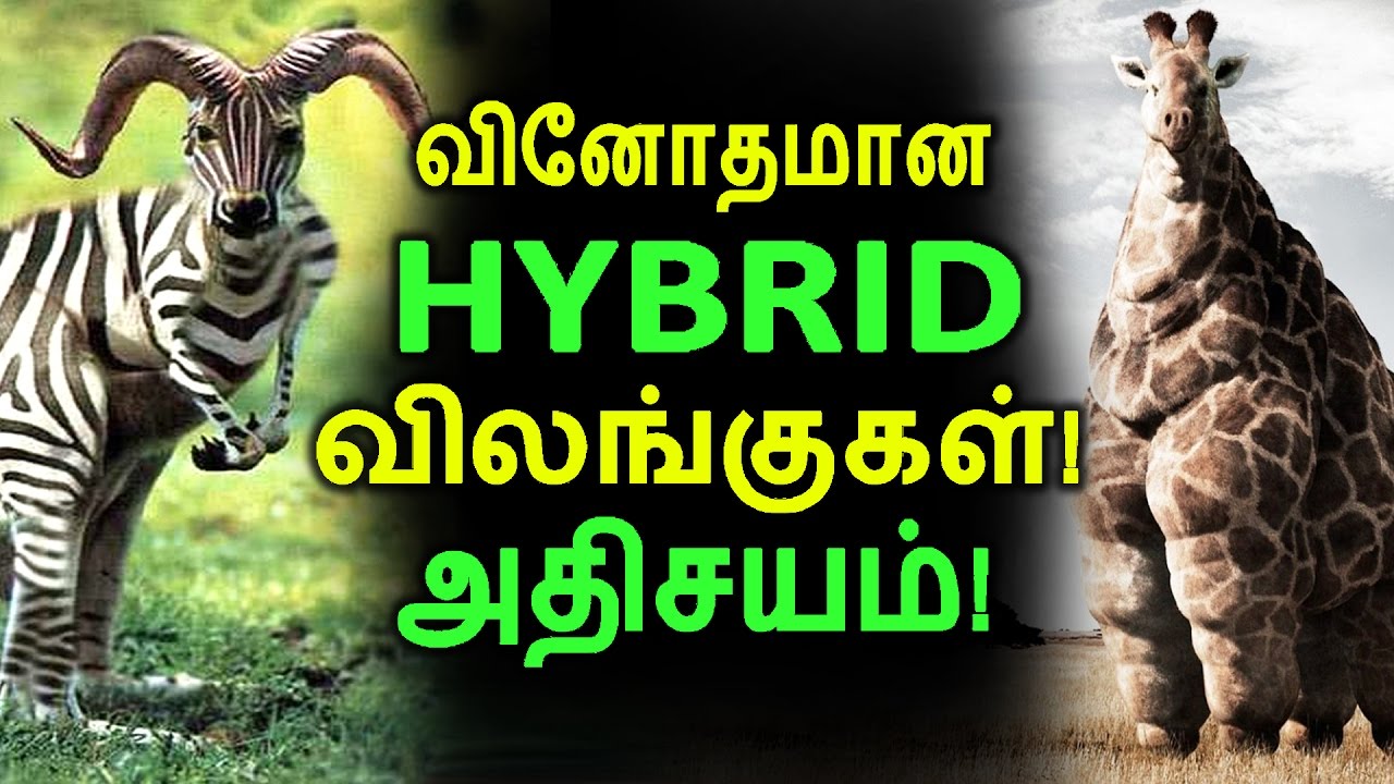 வினோதமான HYBRID விலங்குகள்! அதிசயம்! | Tamil Facts | Latest News | World Seithigal
