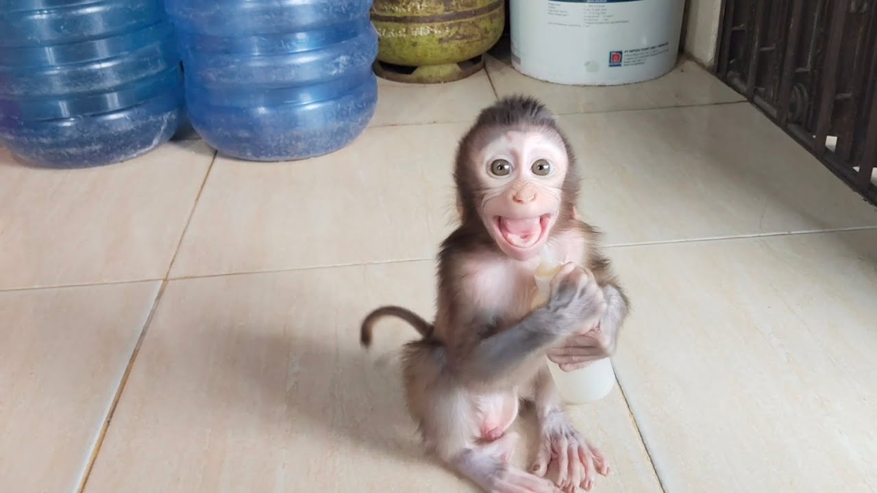 Baby monkey Boni's tantrum😱😰