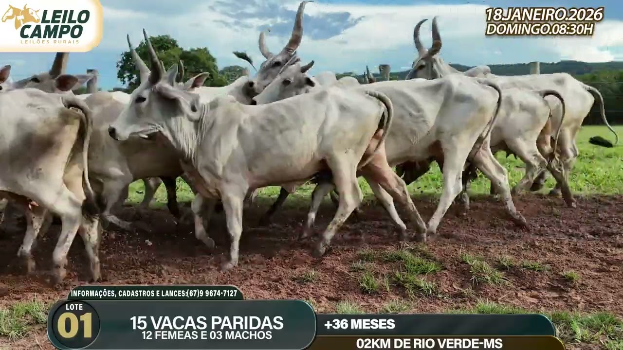 LOTE 01