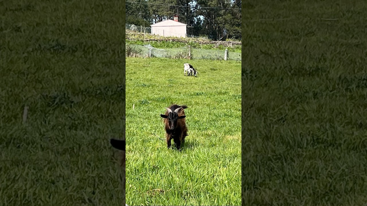 Small goats in green field. 