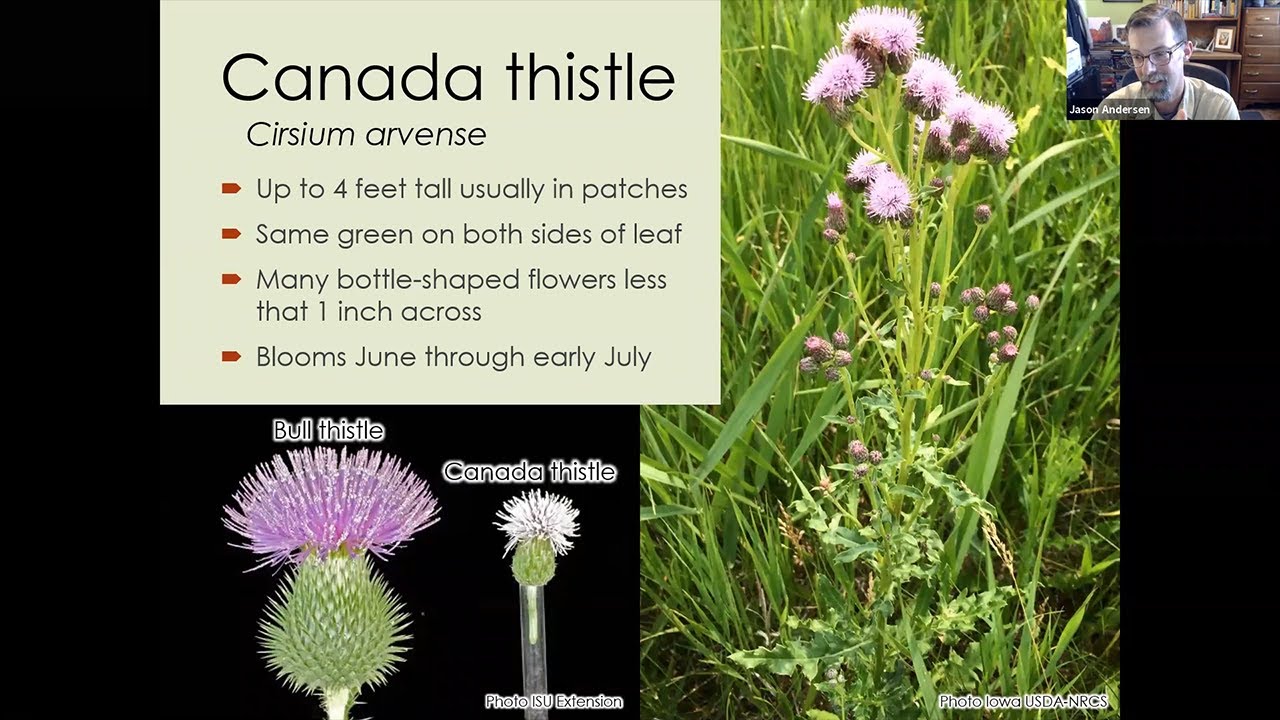 Canada thistle control in natural areas - Habitat Help Hour webinar series