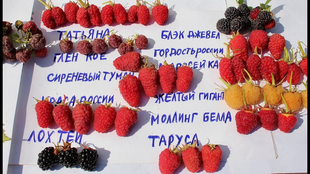 МАЛИНА ЛУЧШИЕ СОРТА