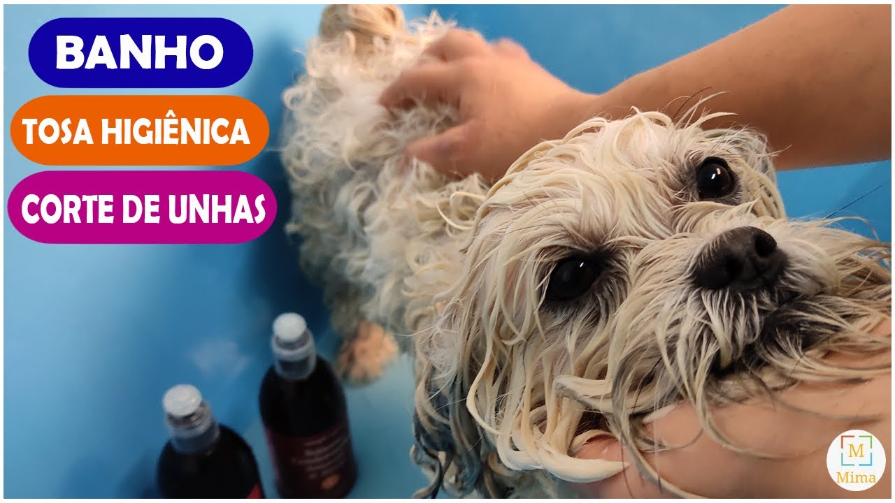 Banho, tosa higiênica e corte de unhas em uma Lhasa Apso super fofa🥰