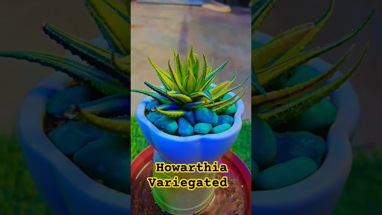 Howarthia Variegated Plant Care Tips