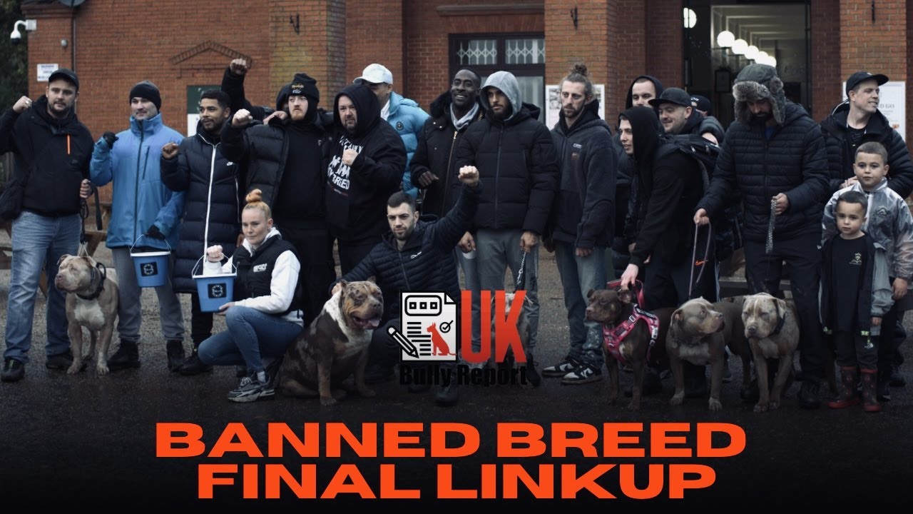UK BULLY REPORT- Banned Breed Final Linkup