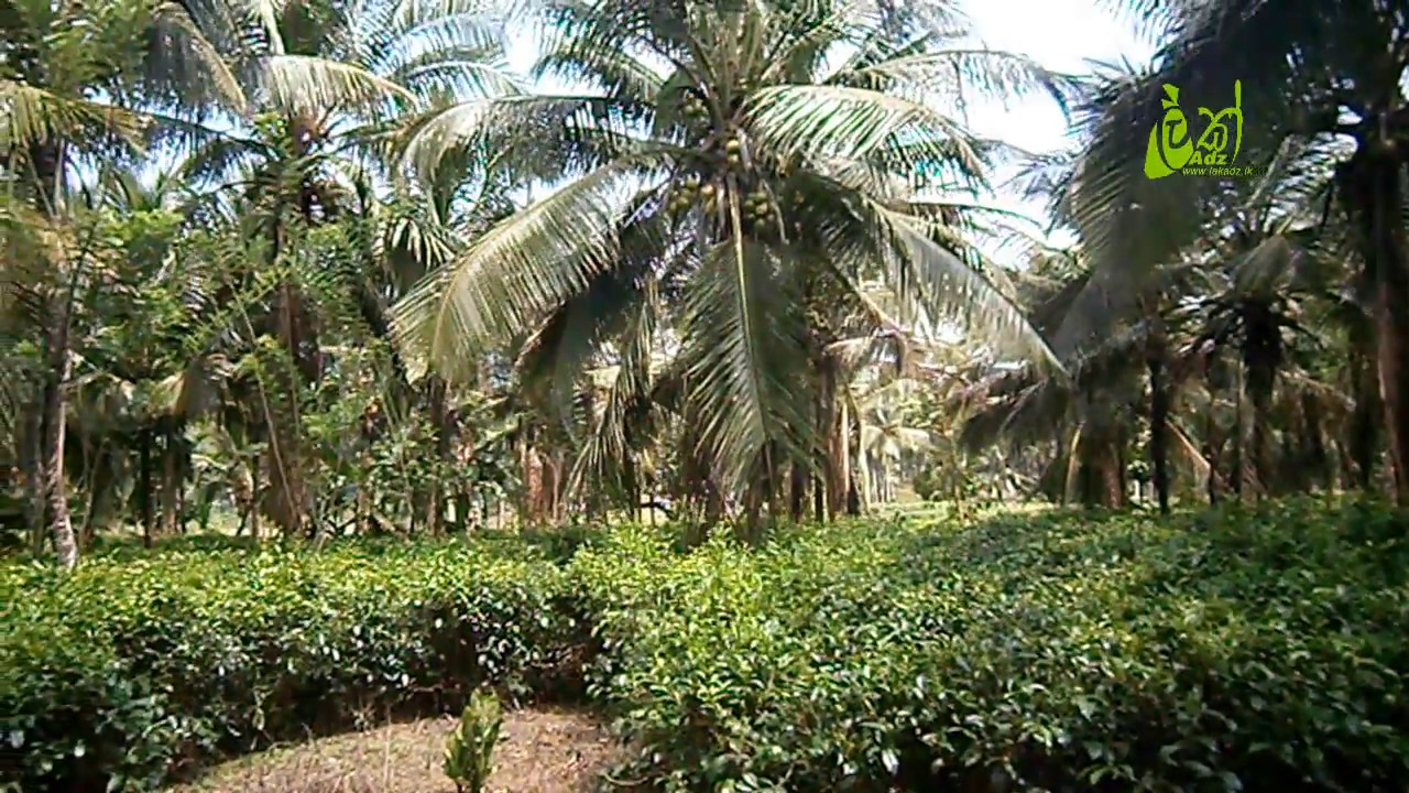 6 Acre Cultivated Land for Sale in Ratnapura.