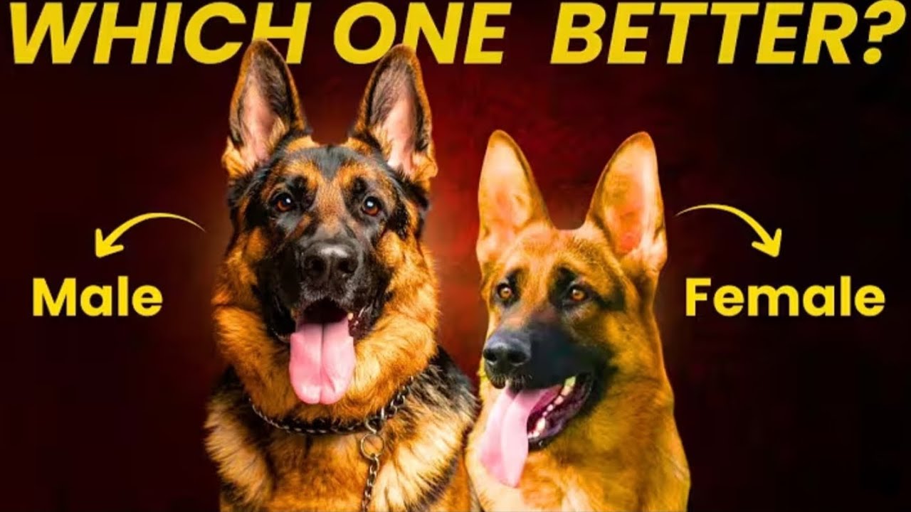 Compared Male vs Female German Shepherd-Here's Which One Suits YOU 