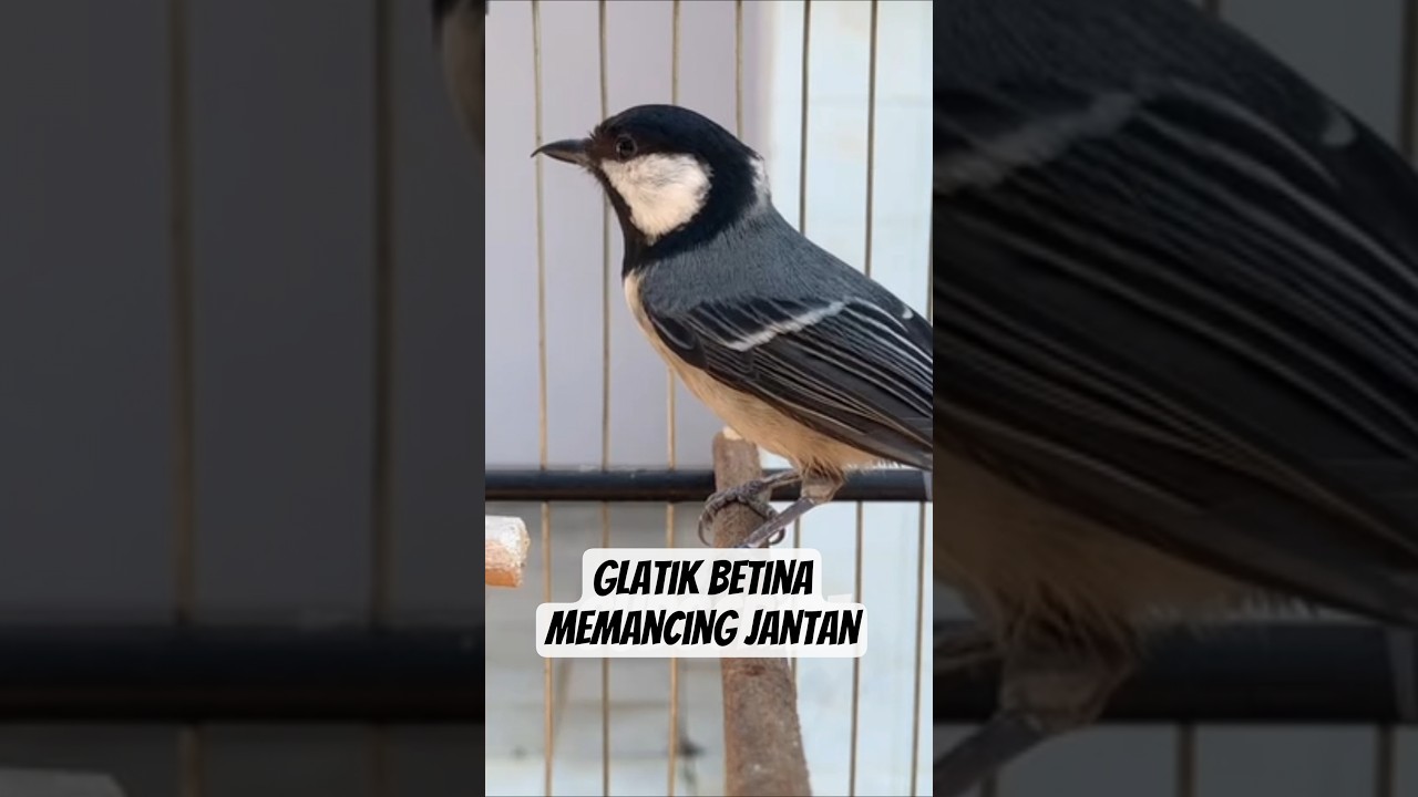 Glatik Betina Gacor Bikin Nyaut #glatik #gelatik #gelatik batu #gelatikbatugacor #birdsong #short