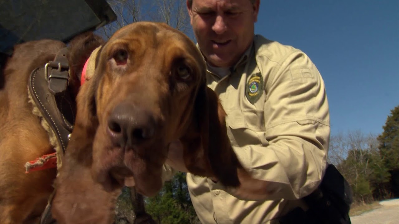 The Chief Ranger and his Bloodhound