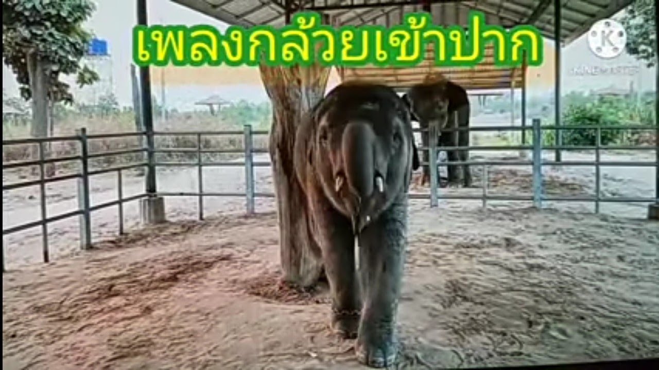 เพลงกล้วยเข้าปาก mvพลายดาวมงคลติดท่าเต้นเอง หนึ่ง วิไลลักษณ์(ศิลปินเพื่อถิ่นช้าง)
