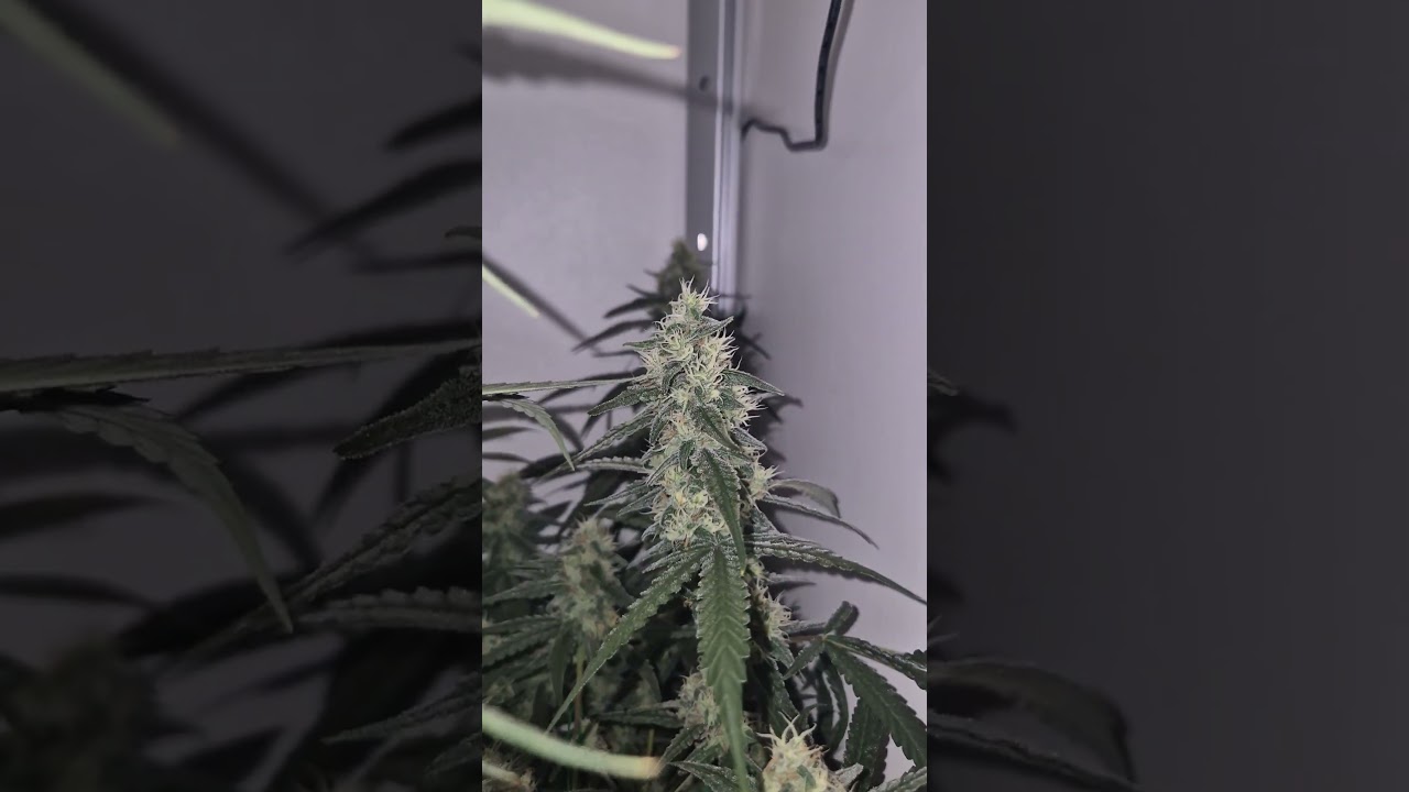 Disturbing them while they sleep 😴 Skunk XL by RQS 38th day of flower #flower #skunk #vgrow #vivosun