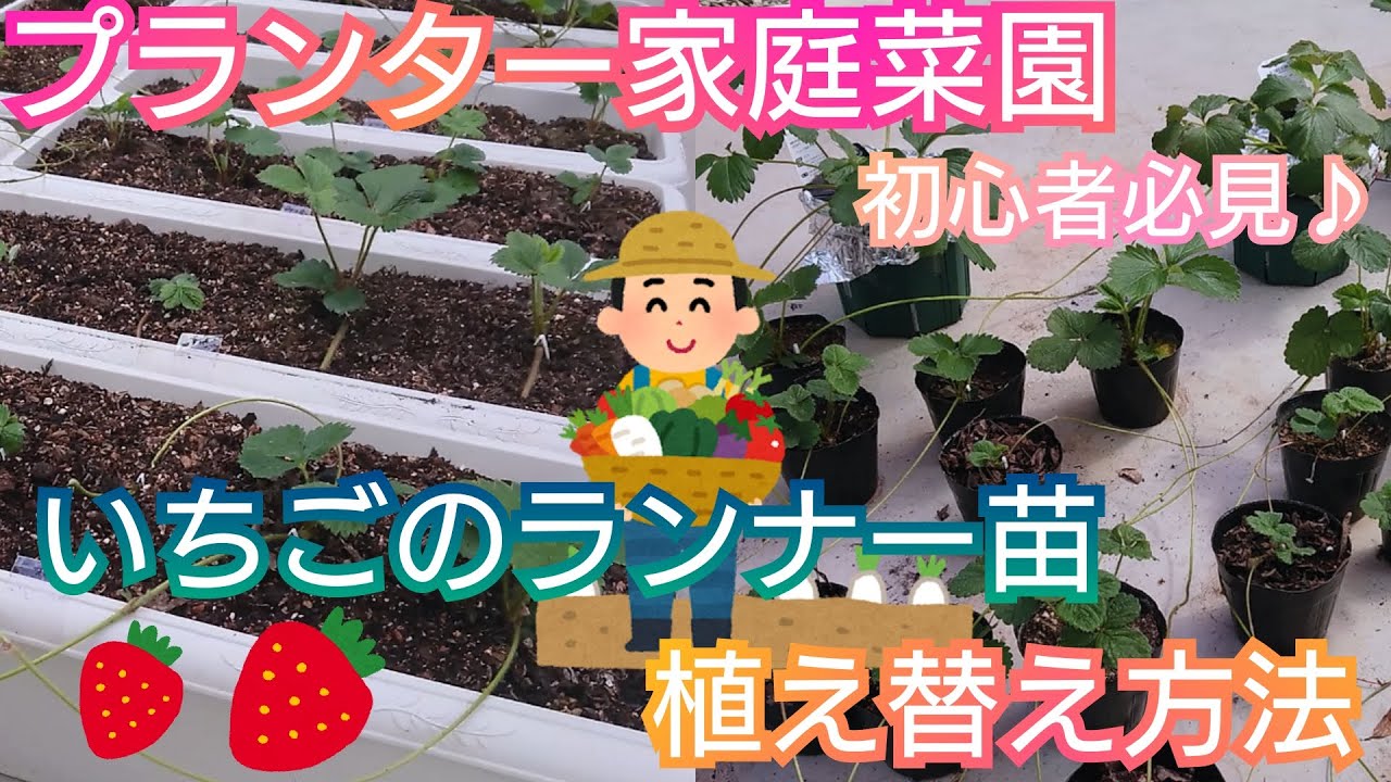 いちごのランナー苗をプランターに植え替える方法/家庭菜園/2021年
