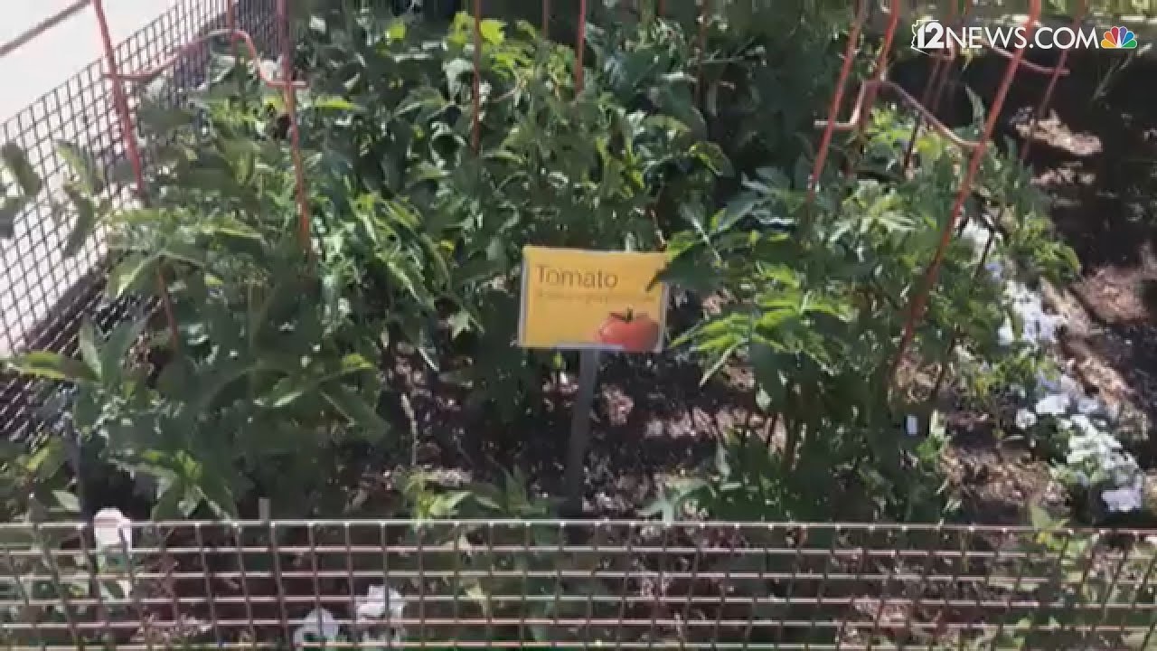 Late spring gardening made easy from the Desert Botanical Garden in Phoenix