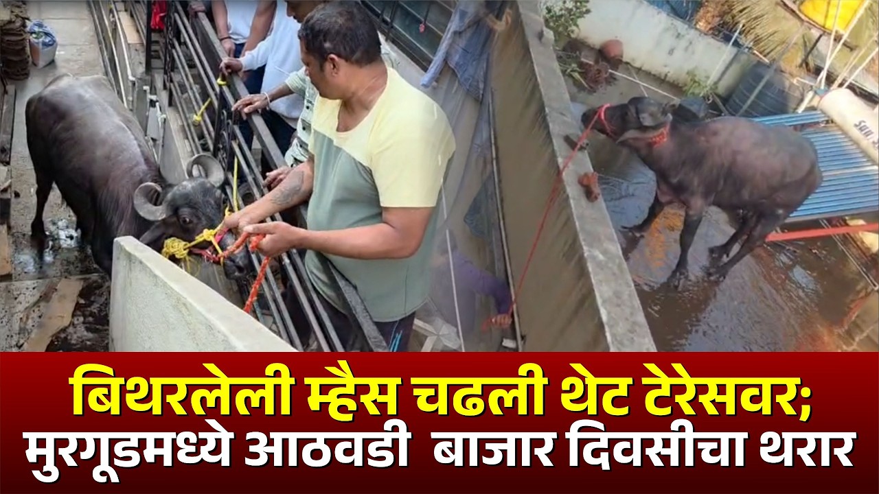 बिथरलेली म्हैस चढली थेट टेरेसवर; मुरगूडमध्ये आठवडी  बाजार दिवसीचा थरार#kknews