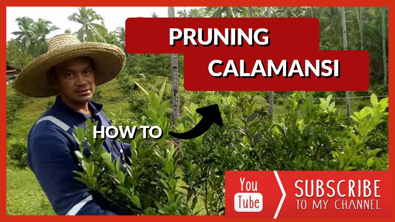 Pruning Calamansi can increase harvest @ Kadz Boer & Nature Farm