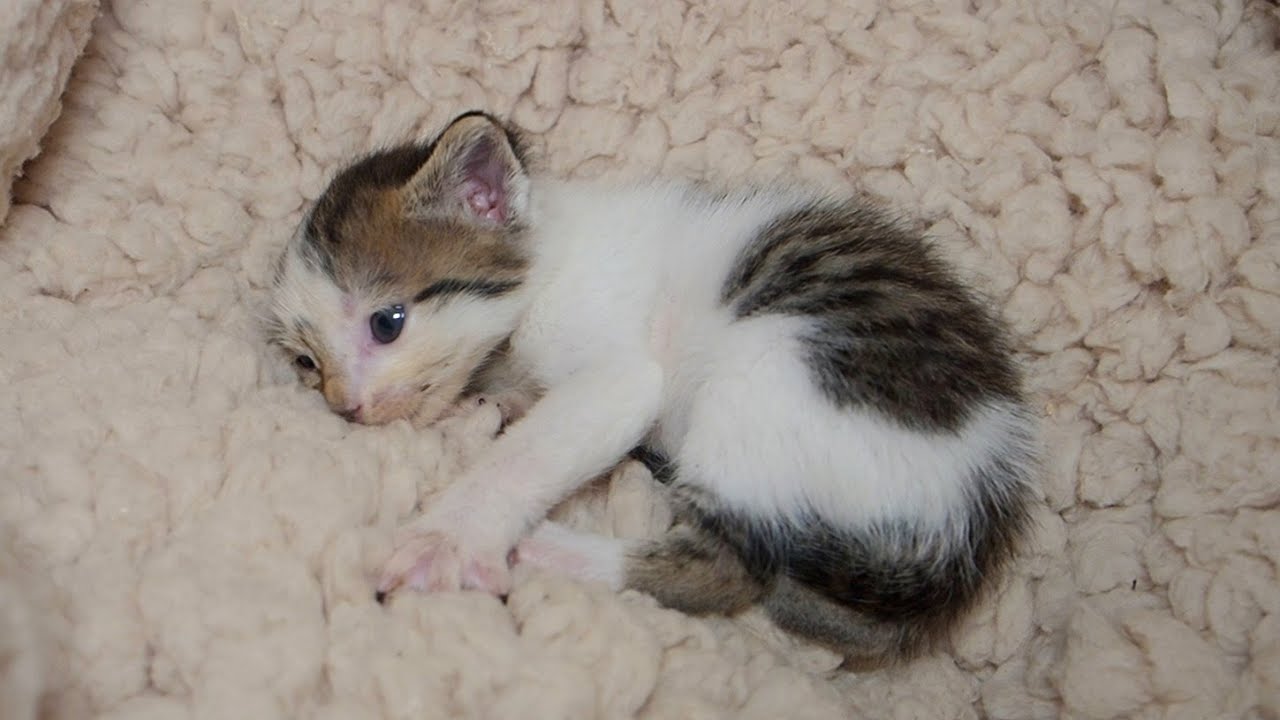 Baby Kitten By The Dumpster 😿 Waiting For Someone To Save It - Episode 4