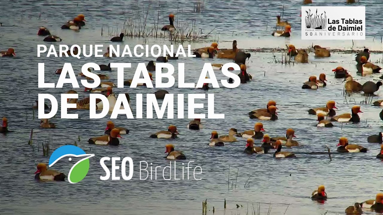 🔴 DIRECTO Parque Nacional de las Tablas de Daimiel, Ciudad Real, Espa&ntilde;a