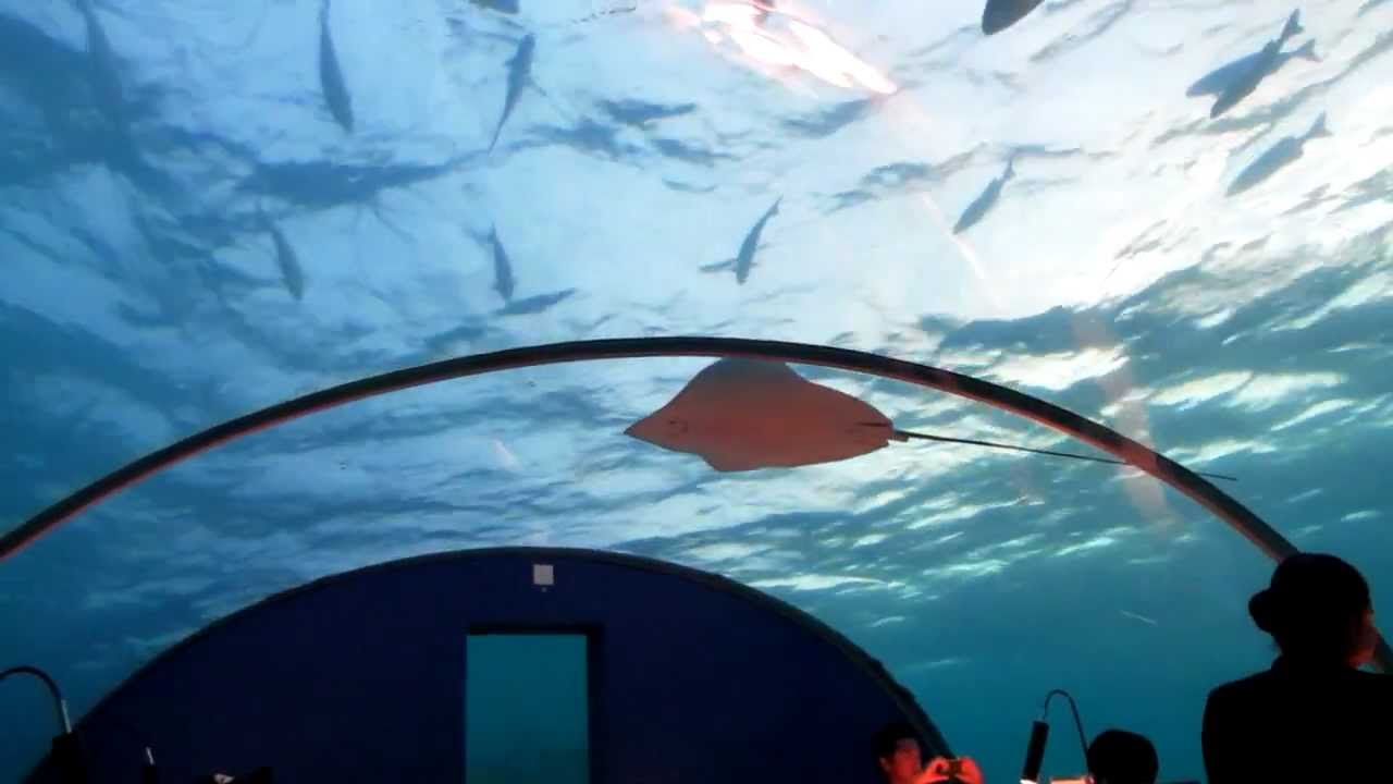 A Stingray comes to dinner at Ithaa, the Maldives' underwater restaurant