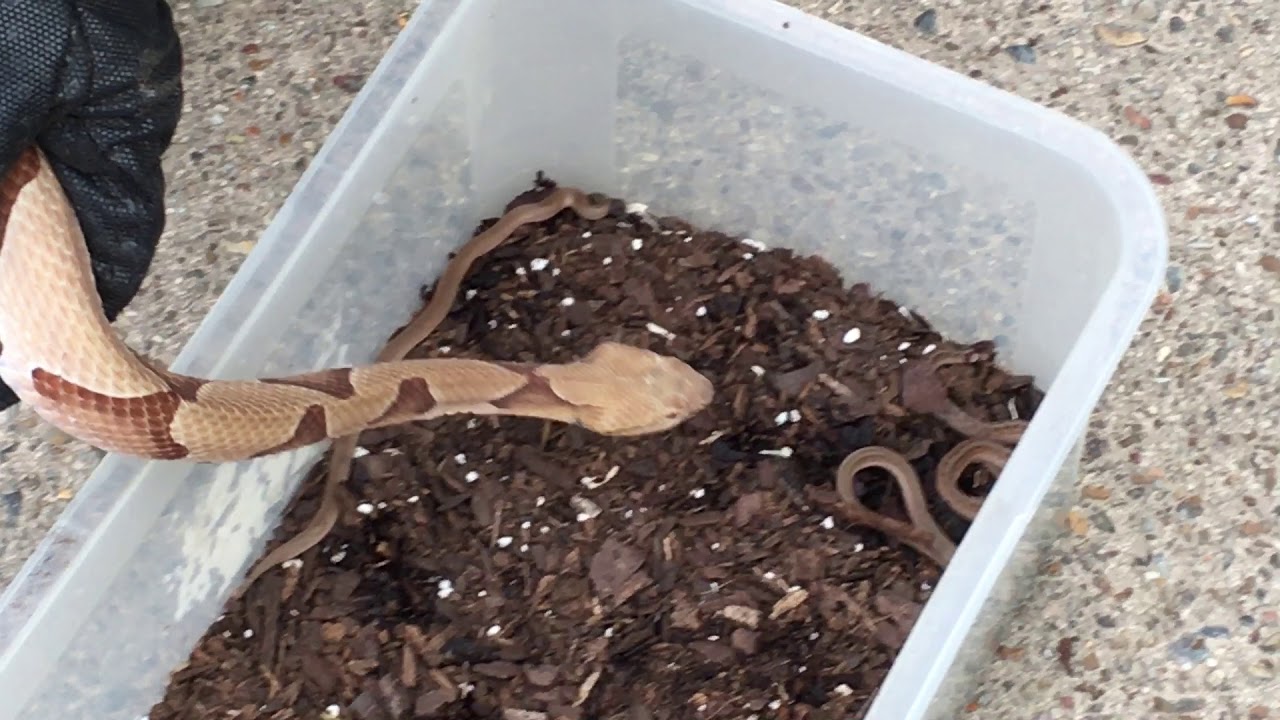 Steve's Snaketuary- Snake Comparison (Copperhead, Dekay's, Rough Earth)