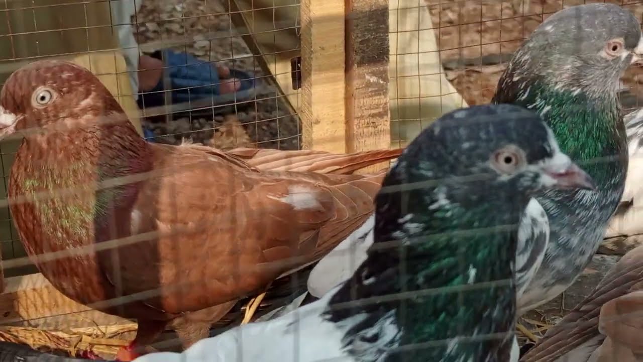 لاری اڈا منڈی میں پھر سے شوق کروائیں گے دوستوں کو چیک کریں ماشاء اللہ بڑے کمال کے پرندے اتے ہیں
