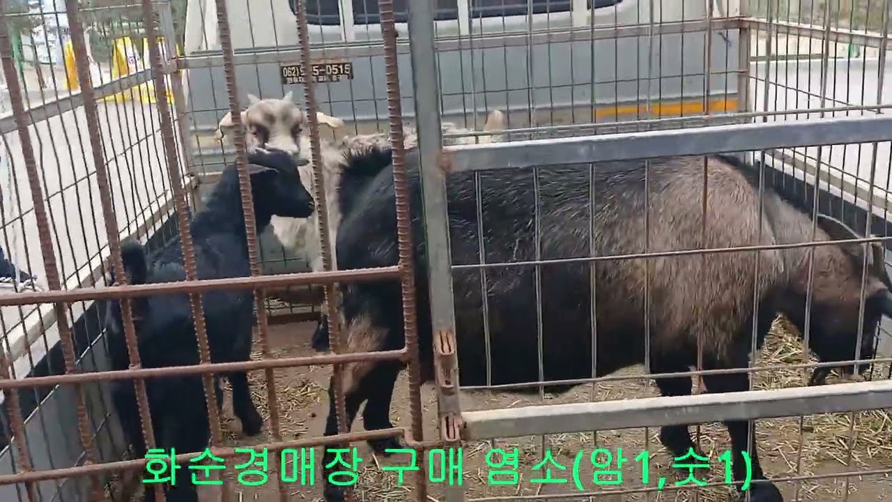12월23일 화순염소경매장 염소2(암1,숫1)마리 구매/경매전 동영상.