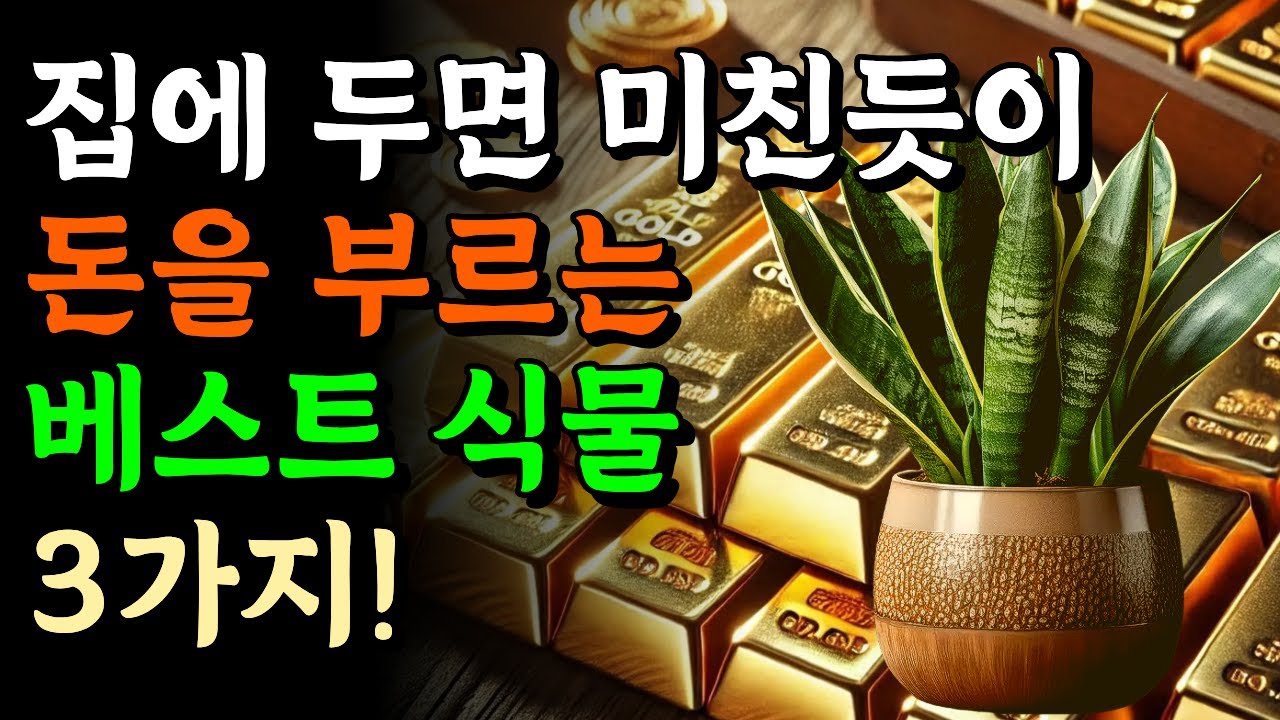 재물운을 미친듯이 끌어오는 식물 TOP3! 세가지만 기억하세요!