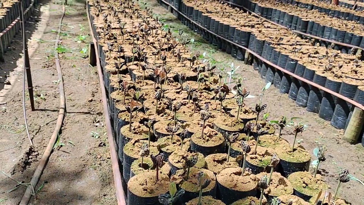 QUANTOS DIAS LEVAM AS SEMENTES DE CACAU PARA NASCEREM. GERMINAR.