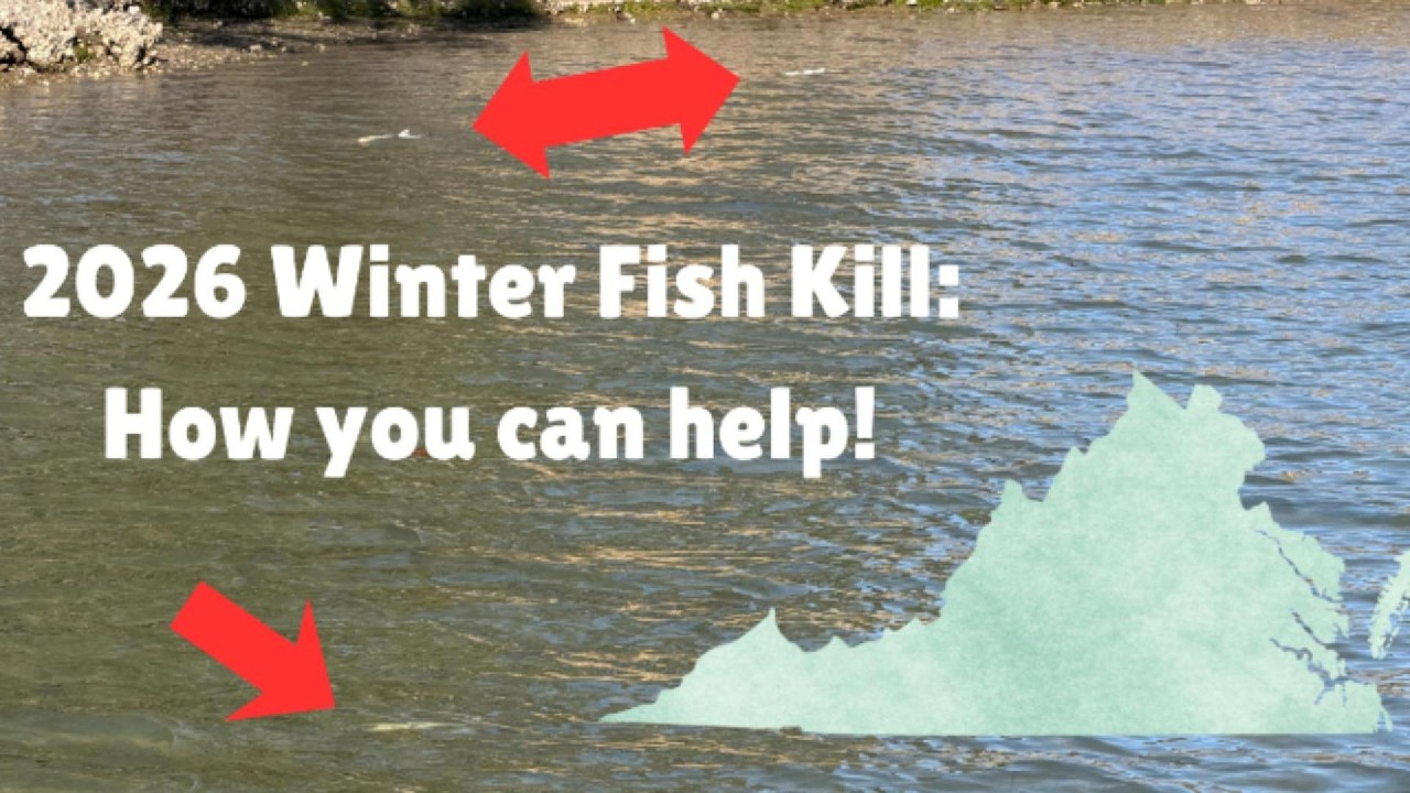 Virginia winter fish kill 2026: It's a bad one