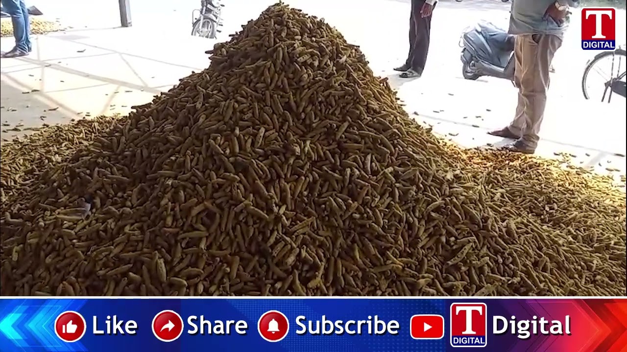 Nizamabad Turmeric Farmers Protest in Market Yard Over Not Purchasing | T News