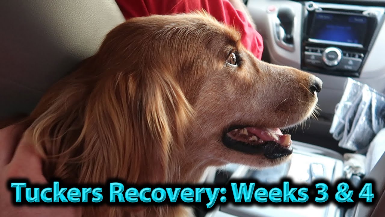 Tuckers Recovery Update - Dog Leg Amputation Ep 3
