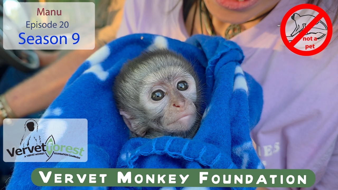 Baby monkey Manu rescued from being a bushmeat meal