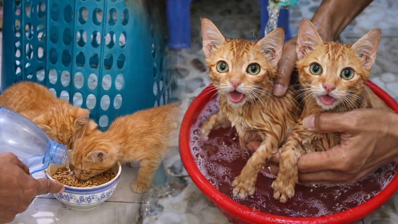 Two Motherless Kittens – Watch Their Incredible Transformation After Being Rescued 🐾✨