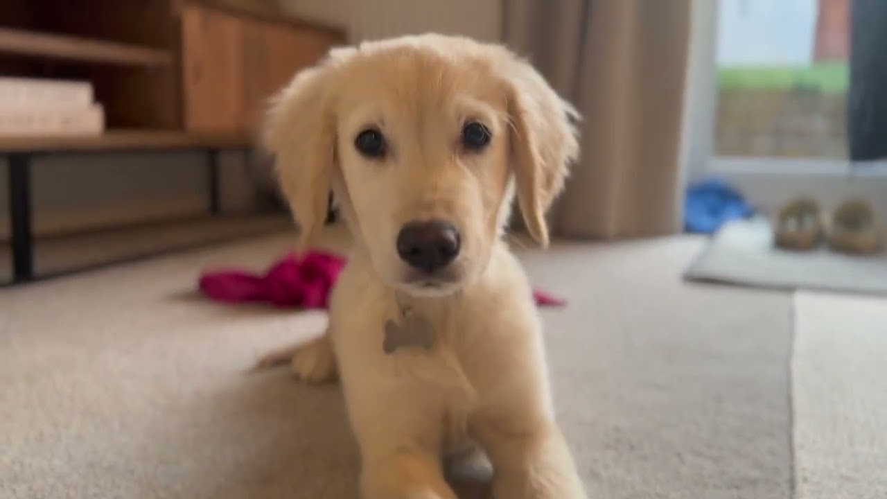 We got a PUPPY! Say hi to Reggie the Retriever 🐾 🐕