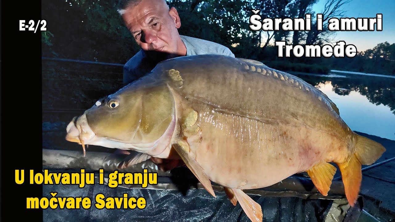 Šarani i amuri Tromeđe - U lokvanju i granju močvare Savice E-2/2 / VSP Igor Pavičić
