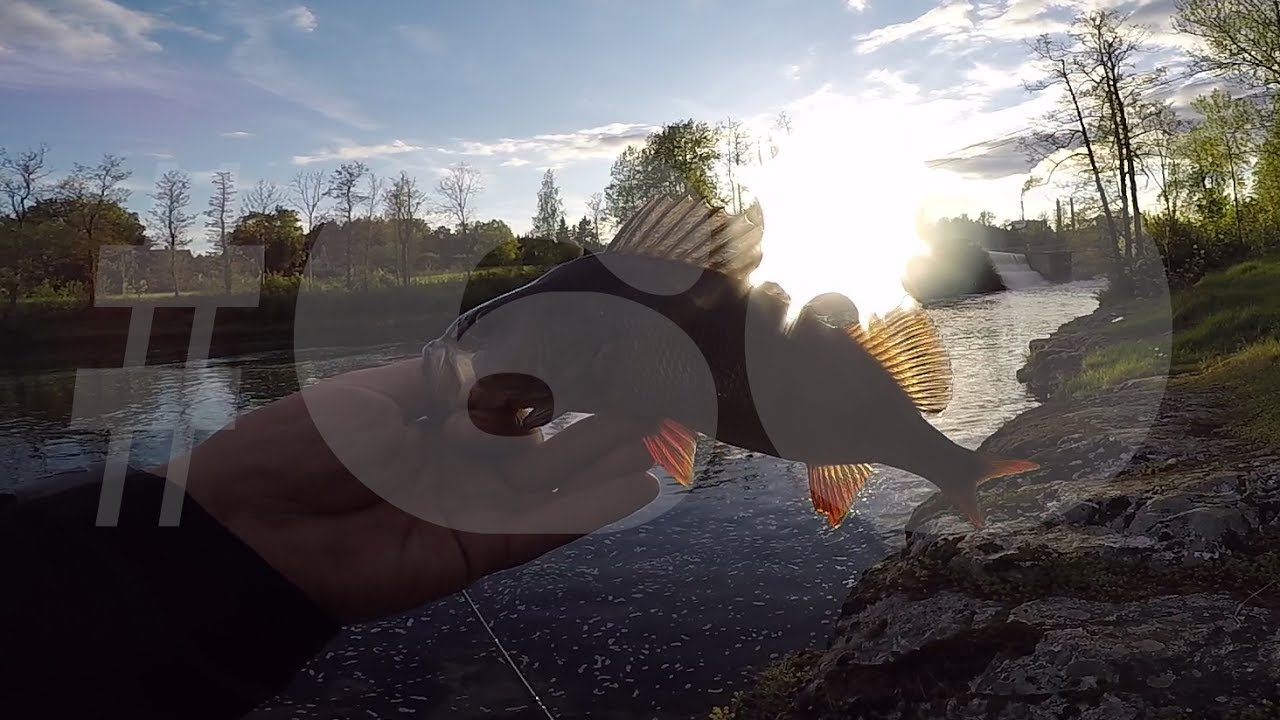 Abborre - L&auml;tt spinnfiske fr&aring;n land.