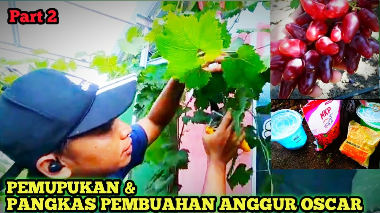 RAHASIA PEMUPUKAN DAN PANGKAS PEMBUAHAN ANGGUR OSCAR,.