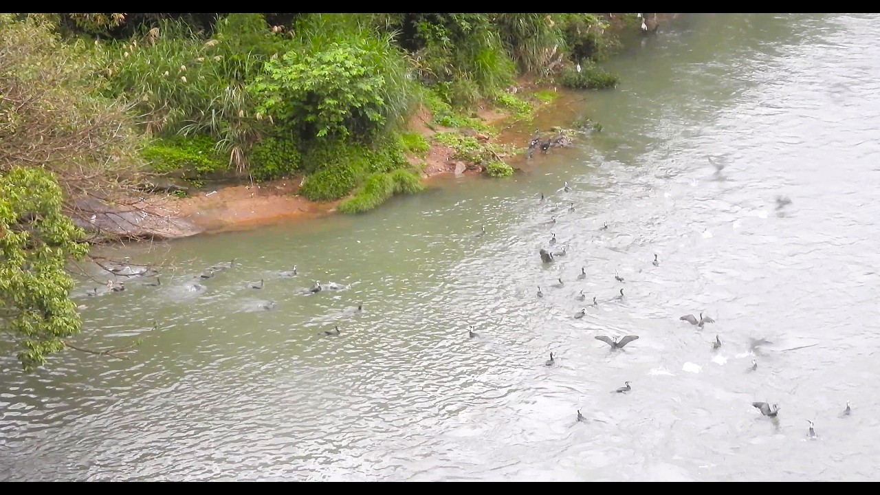 1150307 The great cormorants fishing at Ba-Der bridge.