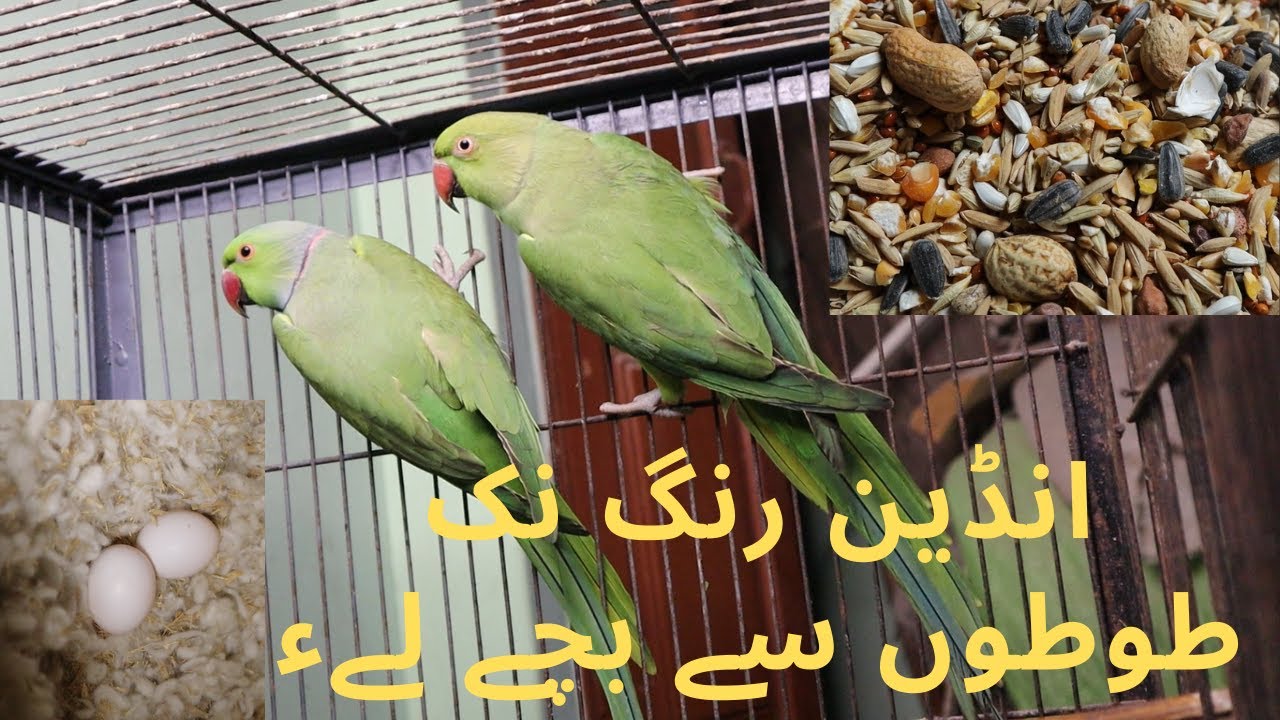 Green Indian Ringneck Parrot Breeding || How to take First Breed of Ringneck Parrot
